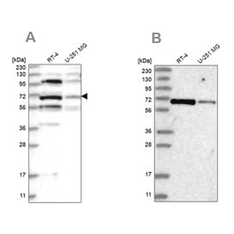 Merck Anti-HOMEZ antibody produced in rabbit