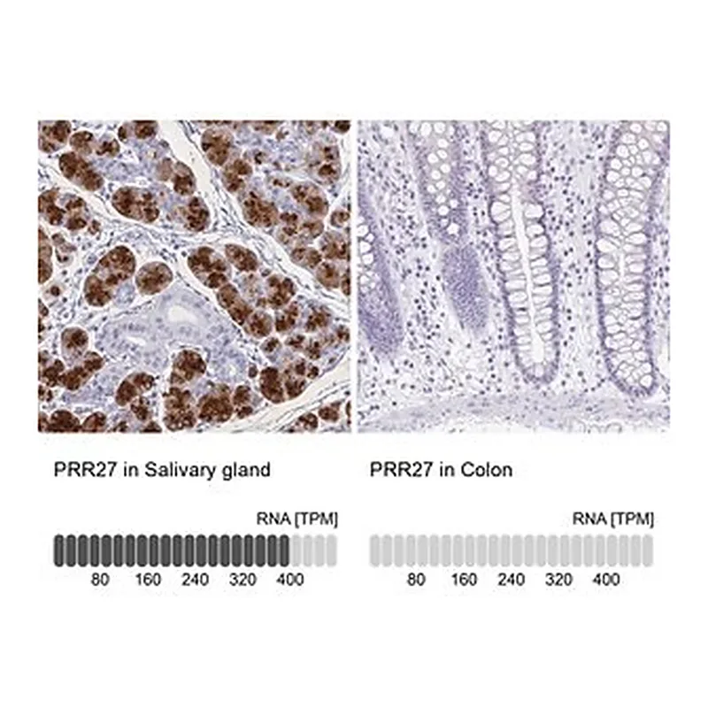 Merck Anti-PRR27 antibody produced in rabbit