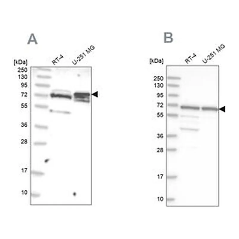 Merck Anti-GNL3L antibody produced in rabbit