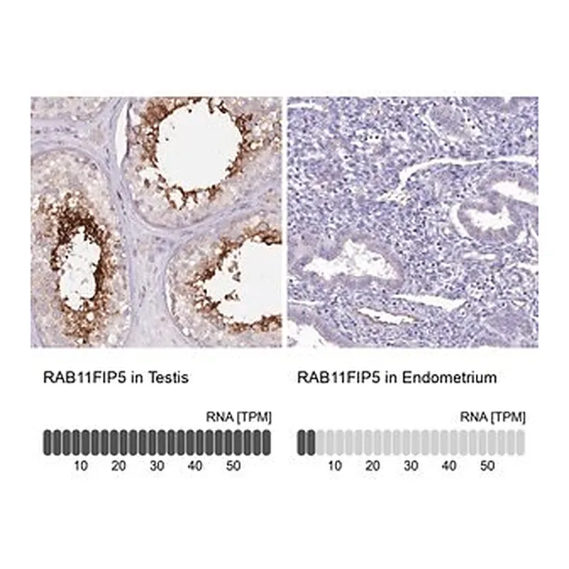 Merck Anti-RAB11FIP5 antibody produced in rabbit