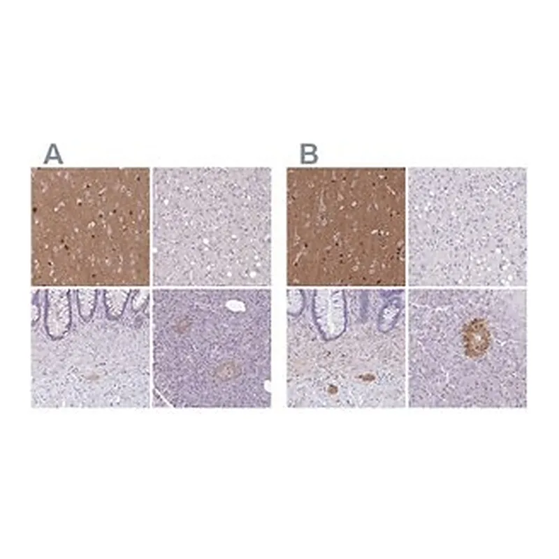 Merck Anti-TPPP antibody produced in rabbit
