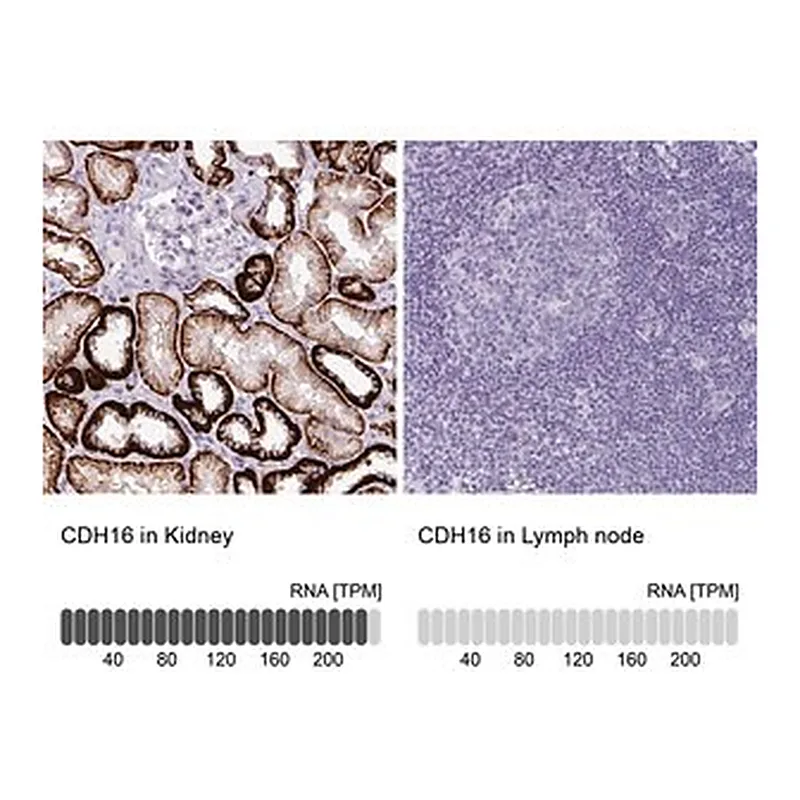Merck Anti-CDH16 antibody produced in rabbit