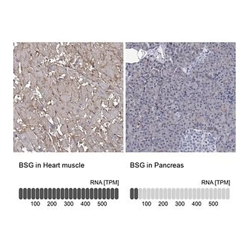 Merck Anti-BSG antibody produced in rabbit