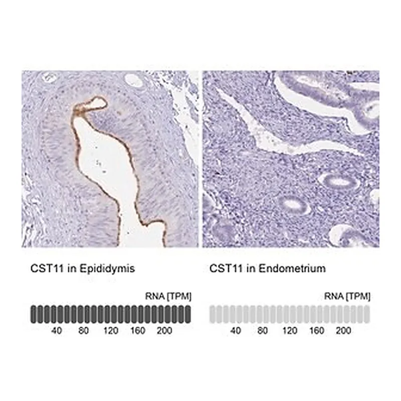 Merck Anti-CST11 antibody produced in rabbit