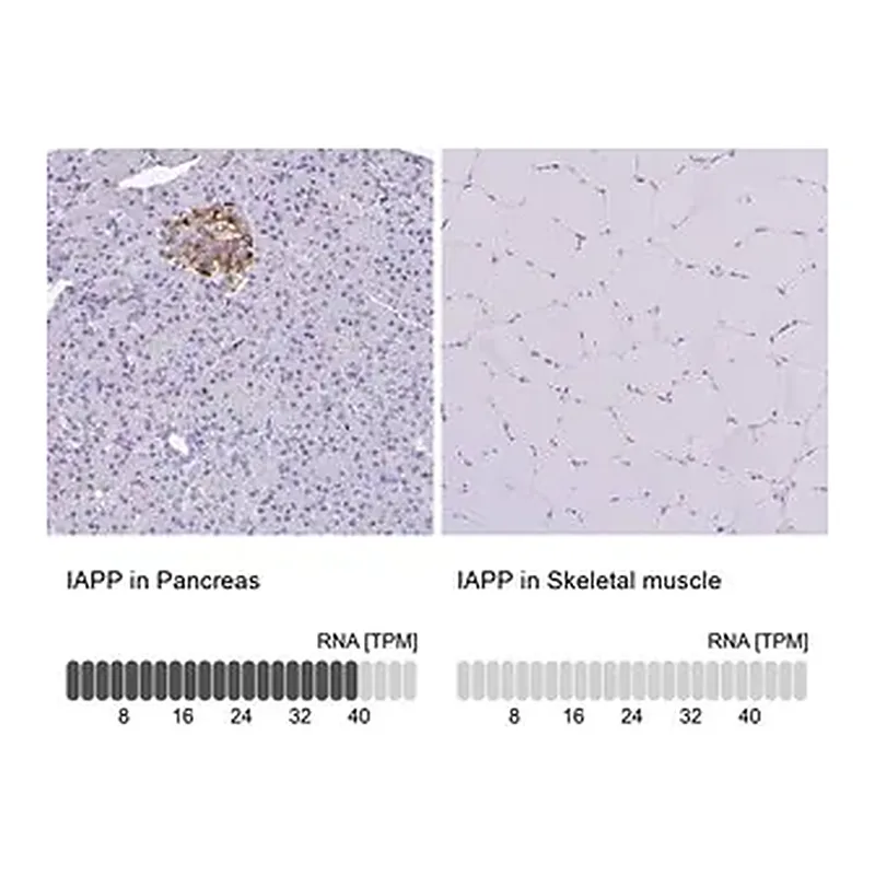 Merck Anti-IAPP antibody produced in rabbit
