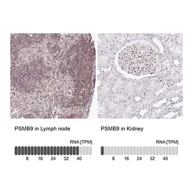 Merck Anti-PSMB9 antibody produced in rabbit