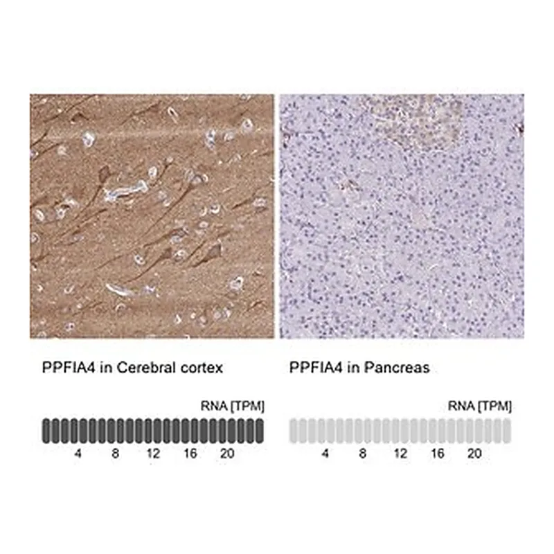 Merck Anti-PPFIA4 antibody produced in rabbit