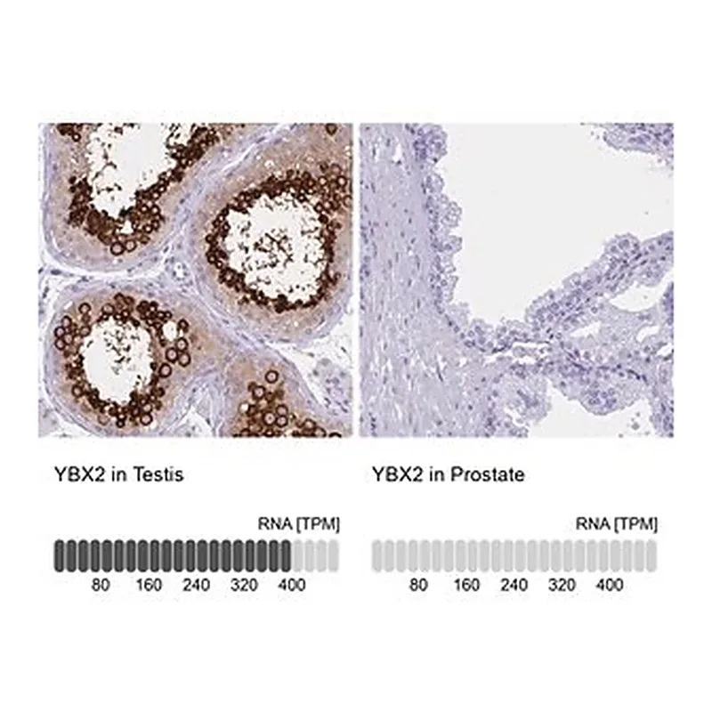 Merck Anti-YBX2 antibody produced in rabbit