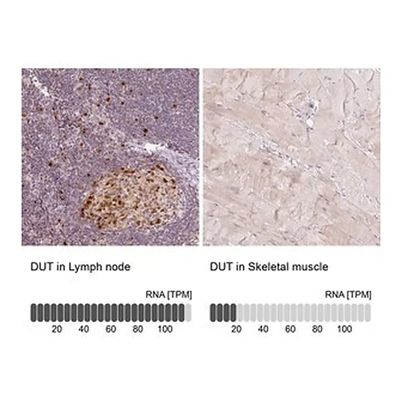 Merck Anti-DUT antibody produced in rabbit