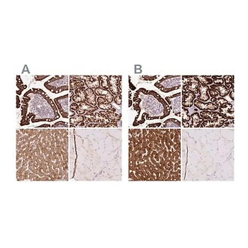 Merck Anti-PCK2 antibody produced in rabbit
