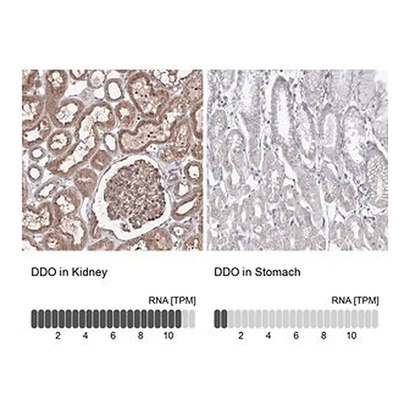 Merck Anti-DDO antibody produced in rabbit