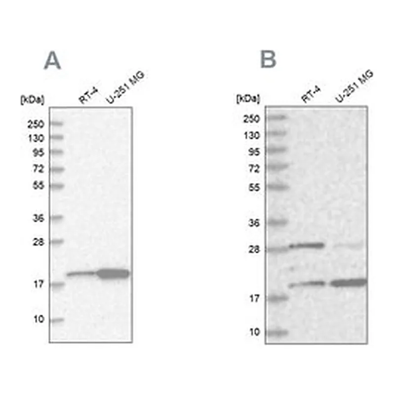 Merck Anti-CGGBP1 antibody produced in rabbit