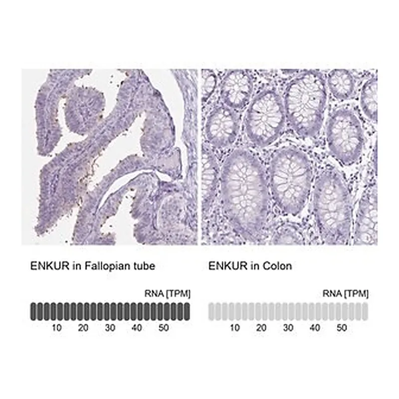 Merck Anti-ENKUR antibody produced in rabbit