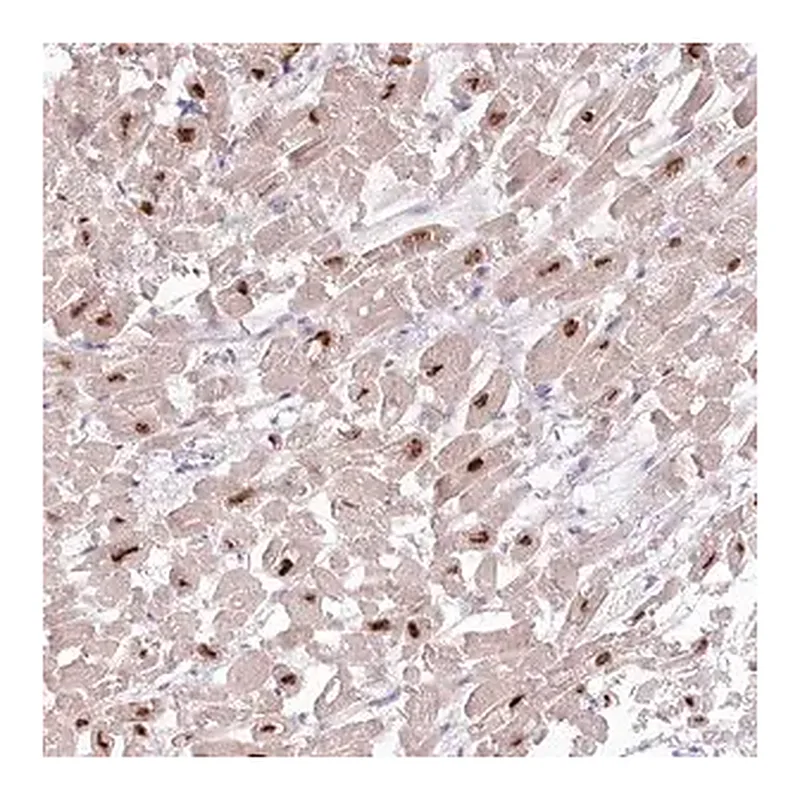 Merck Anti-RBM20 antibody produced in rabbit