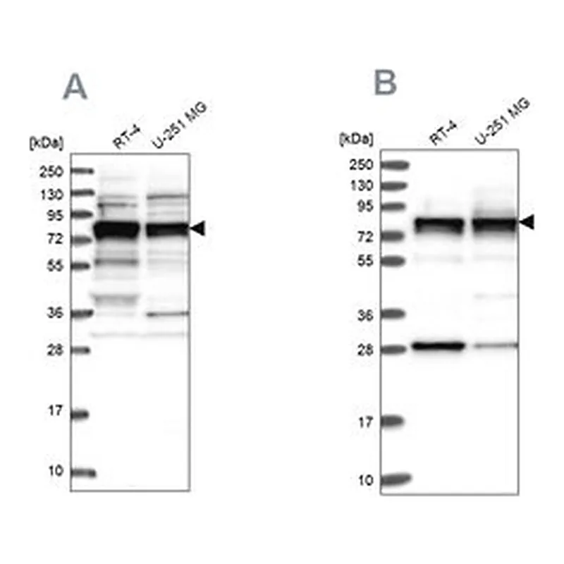 Merck Anti-LSG1 antibody produced in rabbit