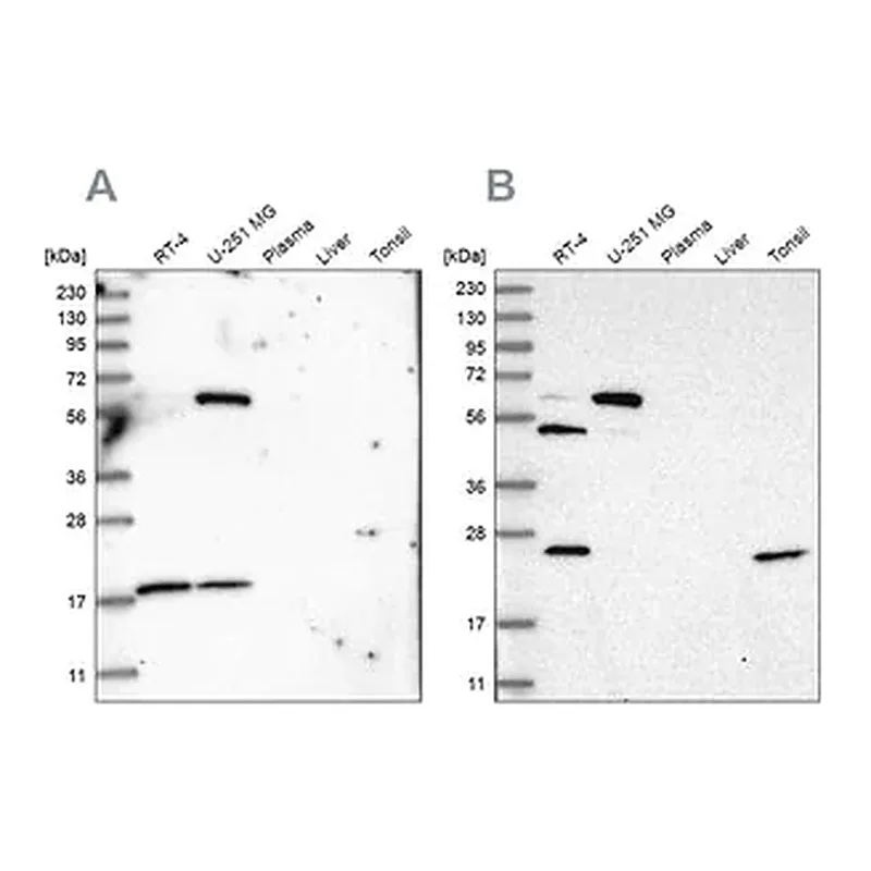 Merck Anti-PYROXD2 antibody produced in rabbit