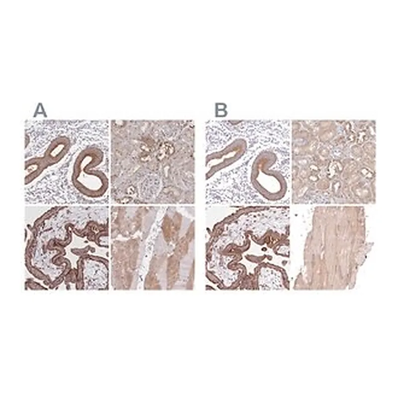 Merck Anti-FCHO2 antibody produced in rabbit