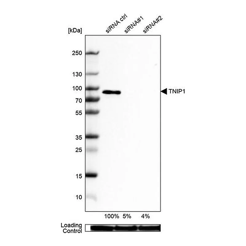 Merck Anti-TNIP1 antibody produced in rabbit