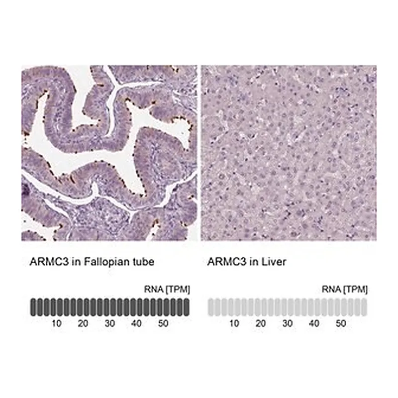 Merck Anti-ARMC3 antibody produced in rabbit
