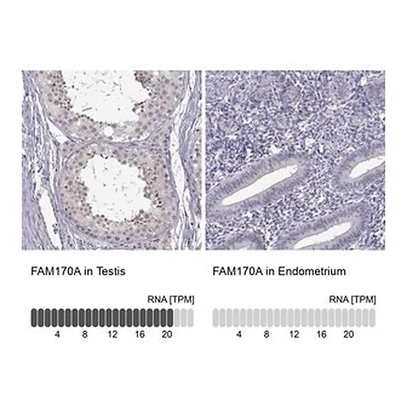 Merck Anti-FAM170A antibody produced in rabbit