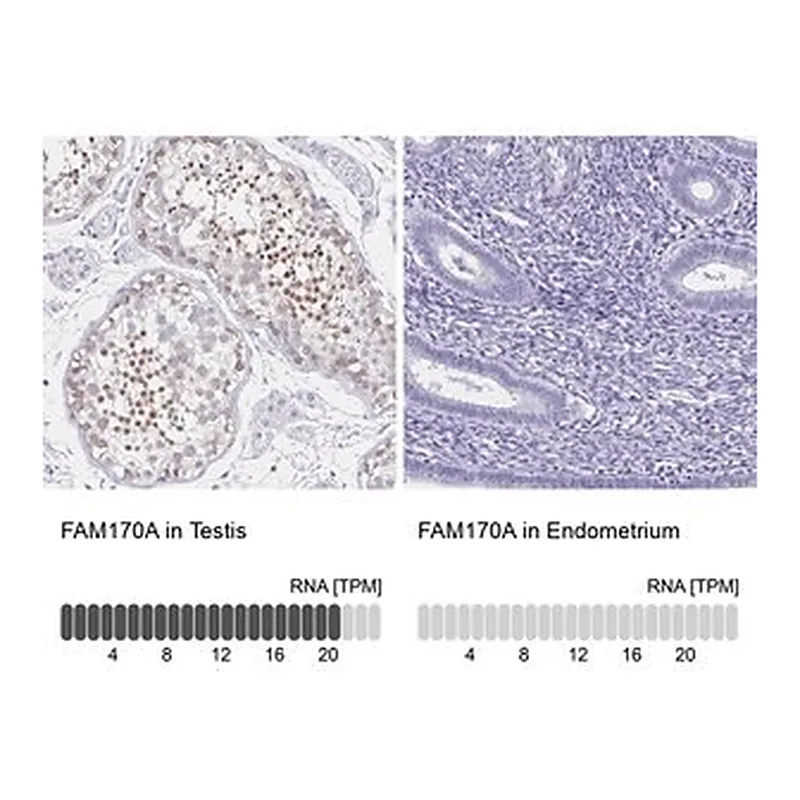 Merck Anti-FAM170A antibody produced in rabbit