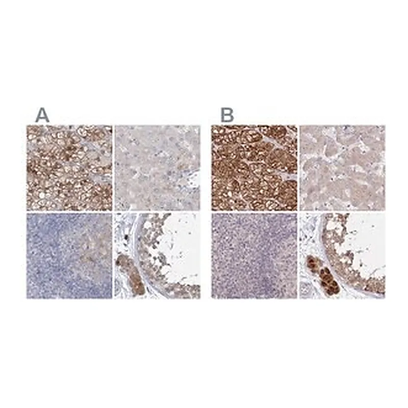 Merck Anti-AAMDC antibody produced in rabbit