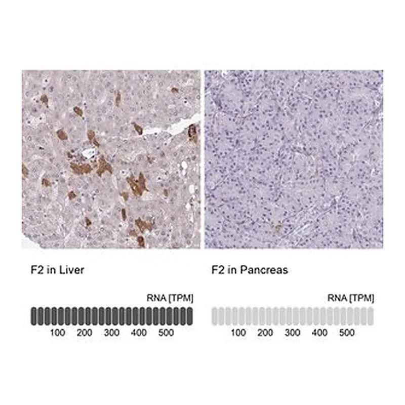 Merck Anti-F2 antibody produced in rabbit
