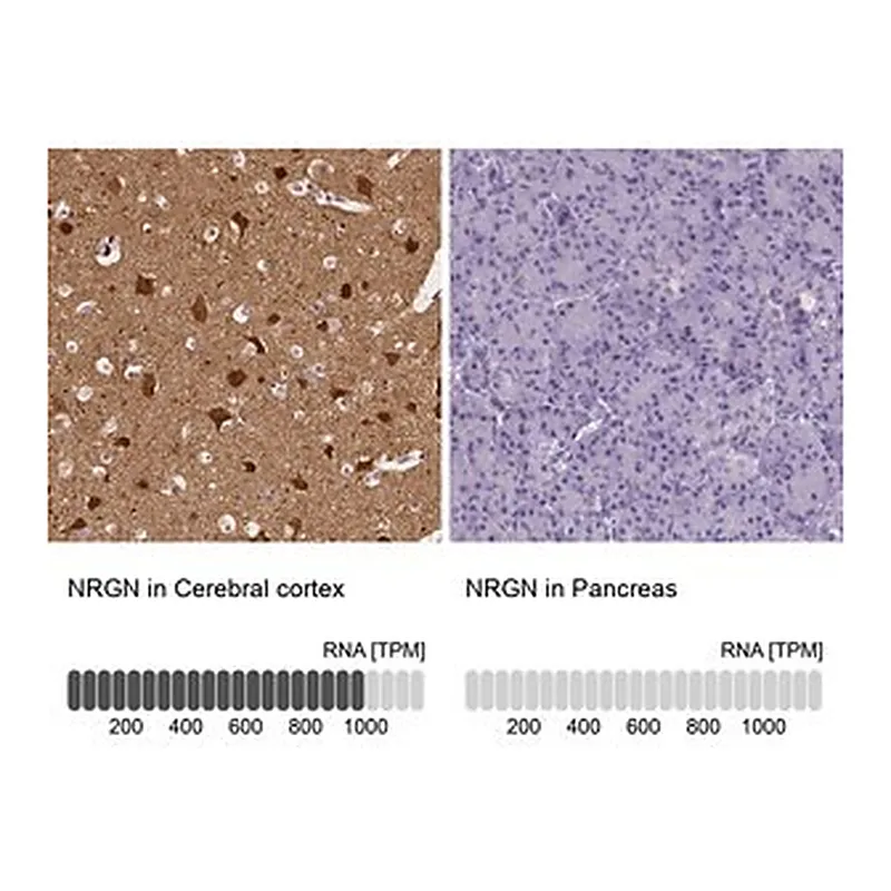 Merck Anti-NRGN antibody produced in rabbit