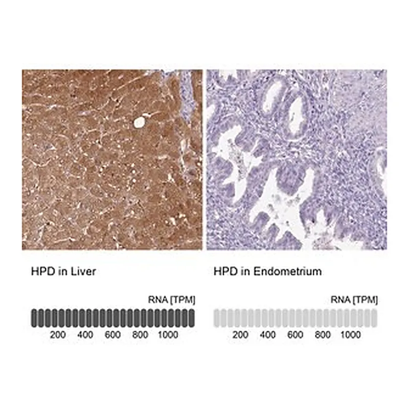 Merck Anti-HPD antibody produced in rabbit