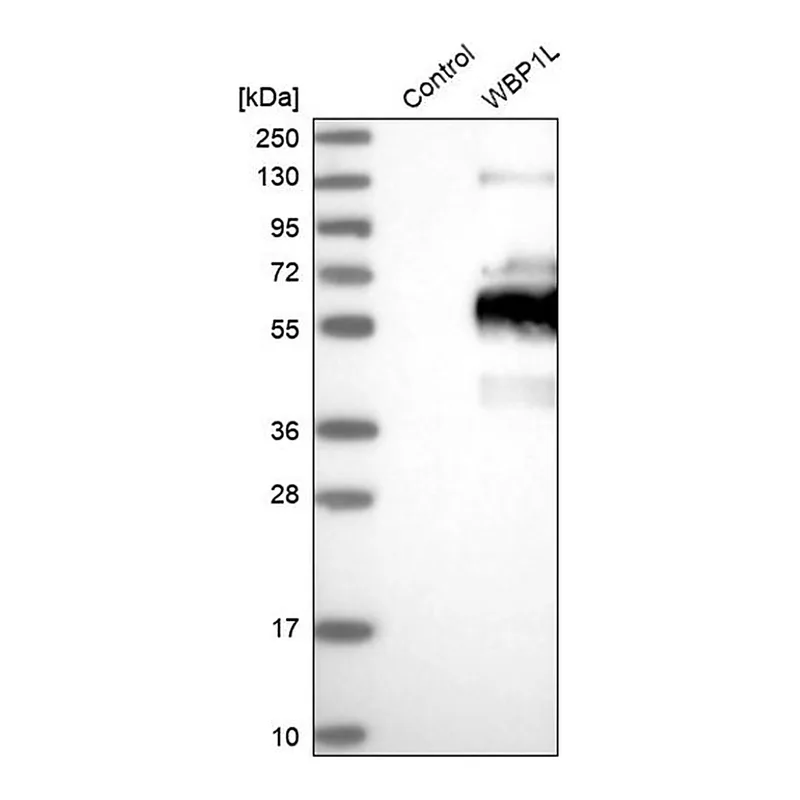 Merck Anti-WBP1L antibody produced in rabbit