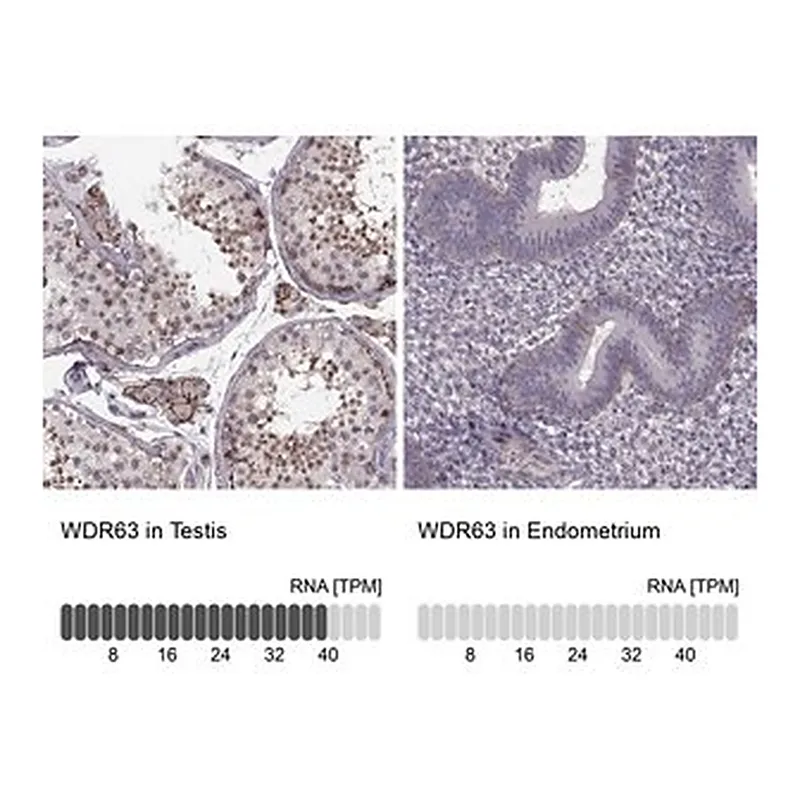 Merck Anti-WDR63 antibody produced in rabbit