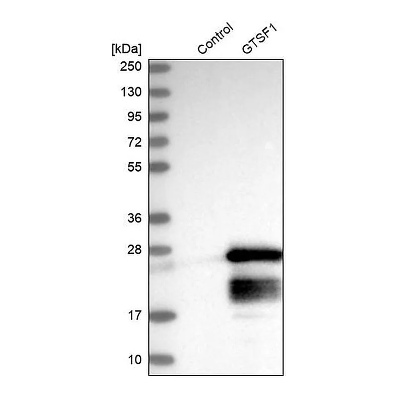 Merck Anti-GTSF1 antibody produced in rabbit