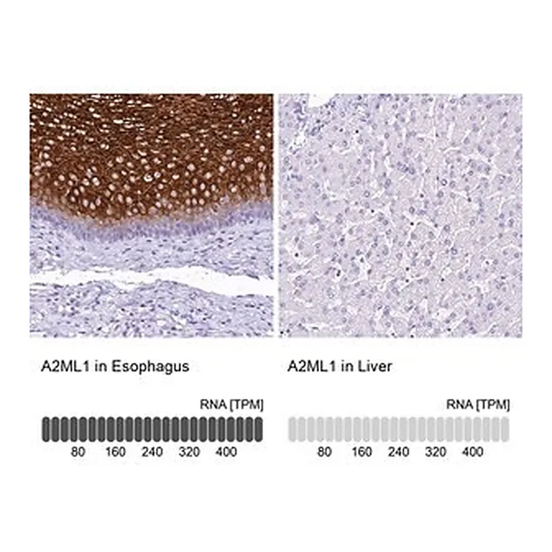 Merck Anti-A2ML1 antibody produced in rabbit