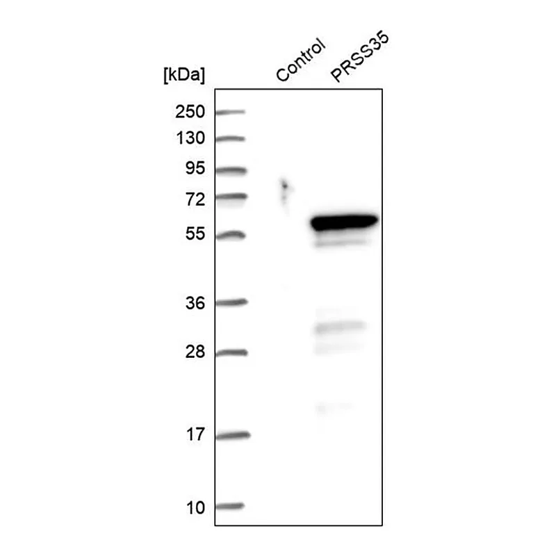 Merck Anti-PRSS35 antibody produced in rabbit