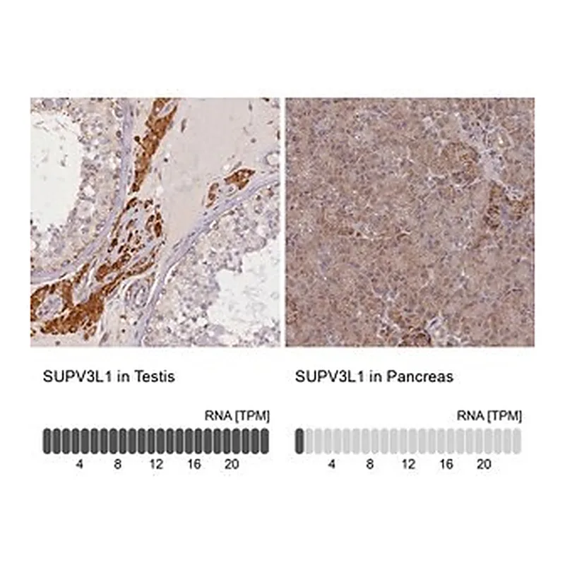 Merck Anti-SUPV3L1 antibody produced in rabbit