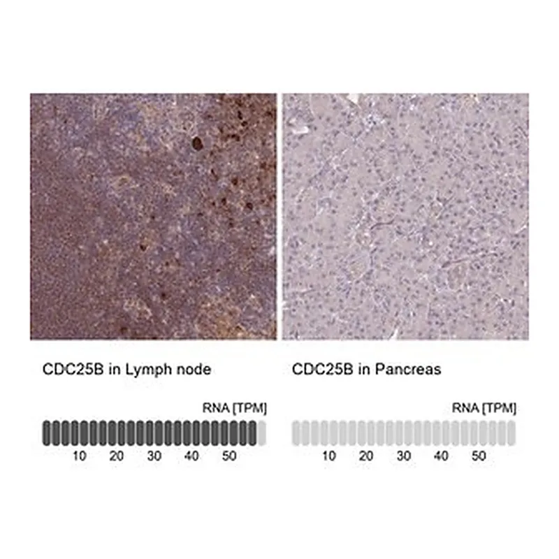 Merck Anti-CDC25B antibody produced in rabbit