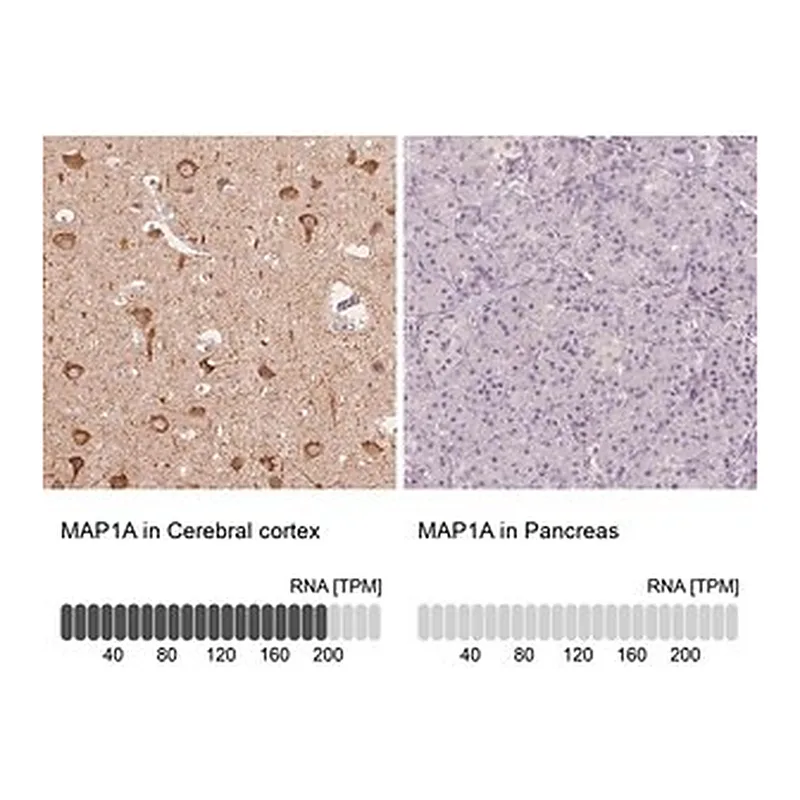 Merck Anti-MAP1A antibody produced in rabbit