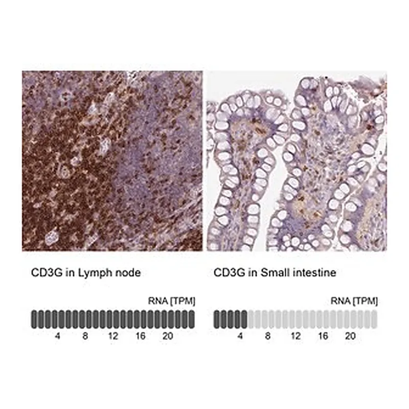 Merck Anti-CD3G antibody produced in rabbit