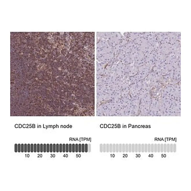 Merck Anti-CDC25B antibody produced in rabbit