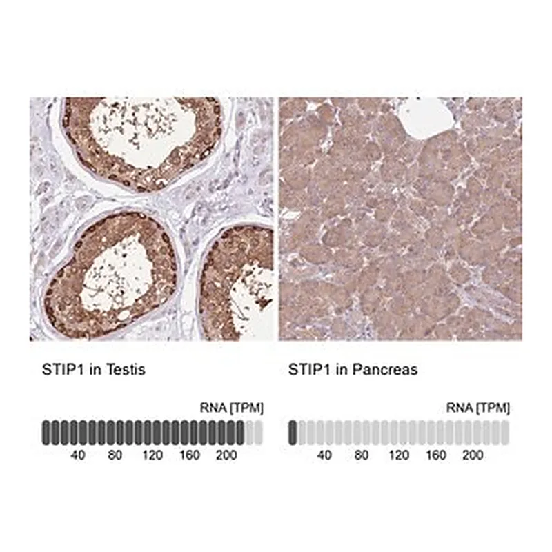 Merck Anti-STIP1 antibody produced in rabbit