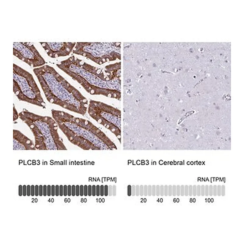 Merck Anti-PLCB3 antibody produced in rabbit