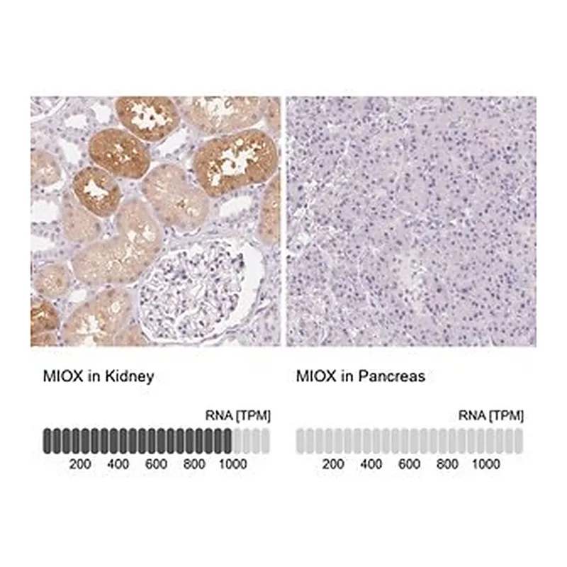 Merck Anti-MIOX antibody produced in rabbit