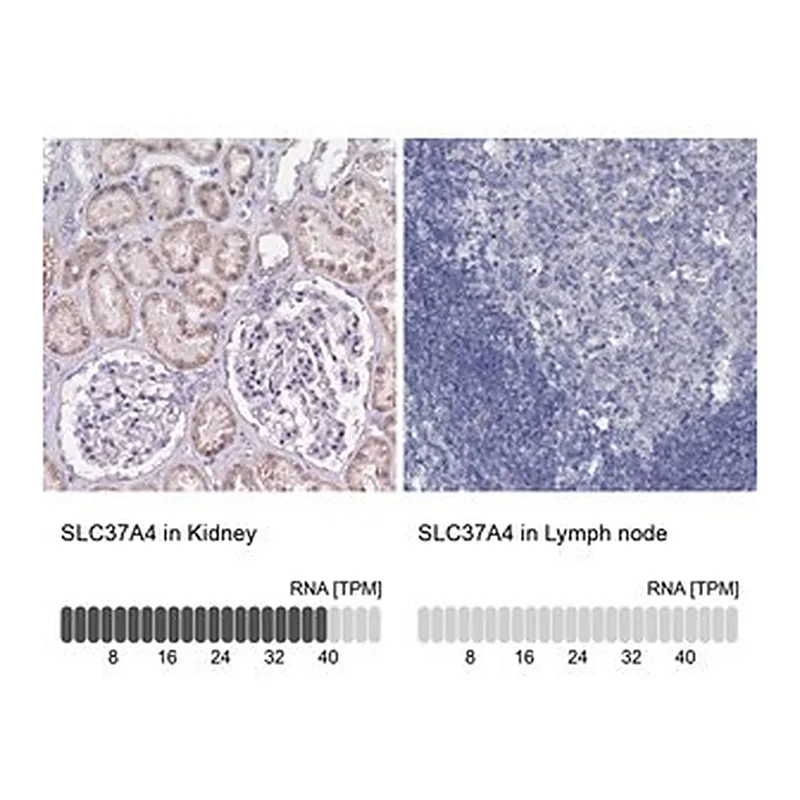 Merck Anti-SLC37A4 antibody produced in rabbit