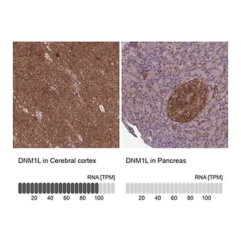 Merck Anti-DNM1L antibody produced in rabbit