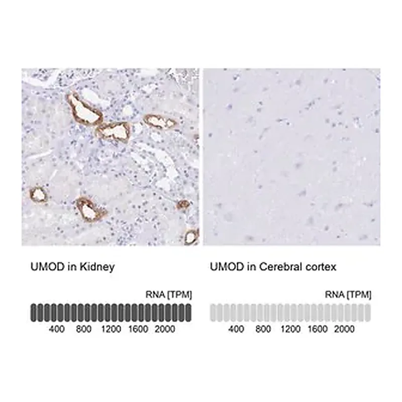 Merck Anti-UMOD antibody produced in rabbit