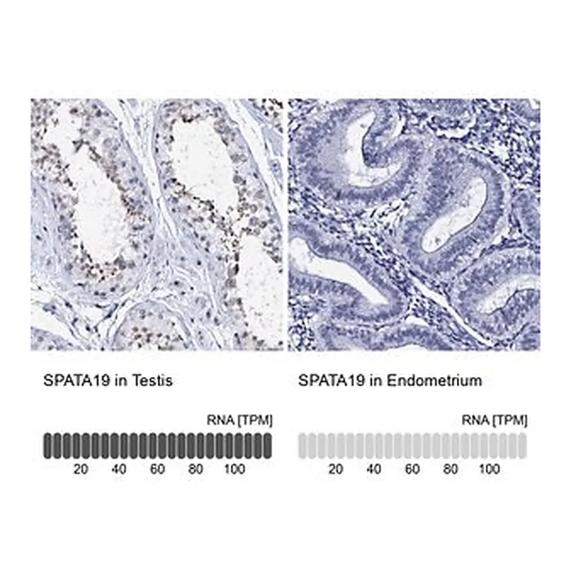 Merck Anti-SPATA19 antibody produced in rabbit