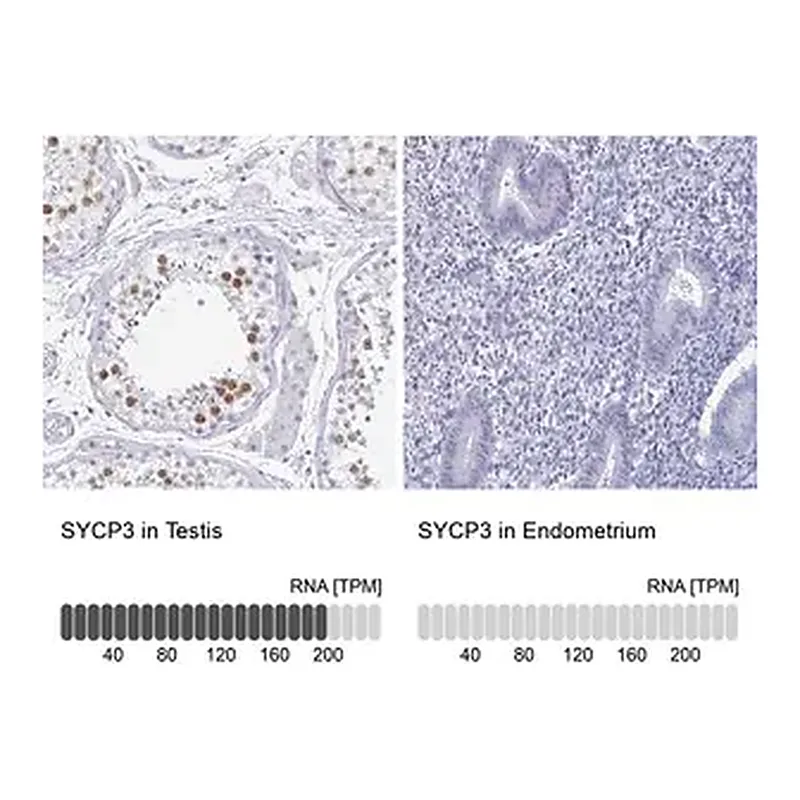 Merck Anti-SYCP3 antibody produced in rabbit