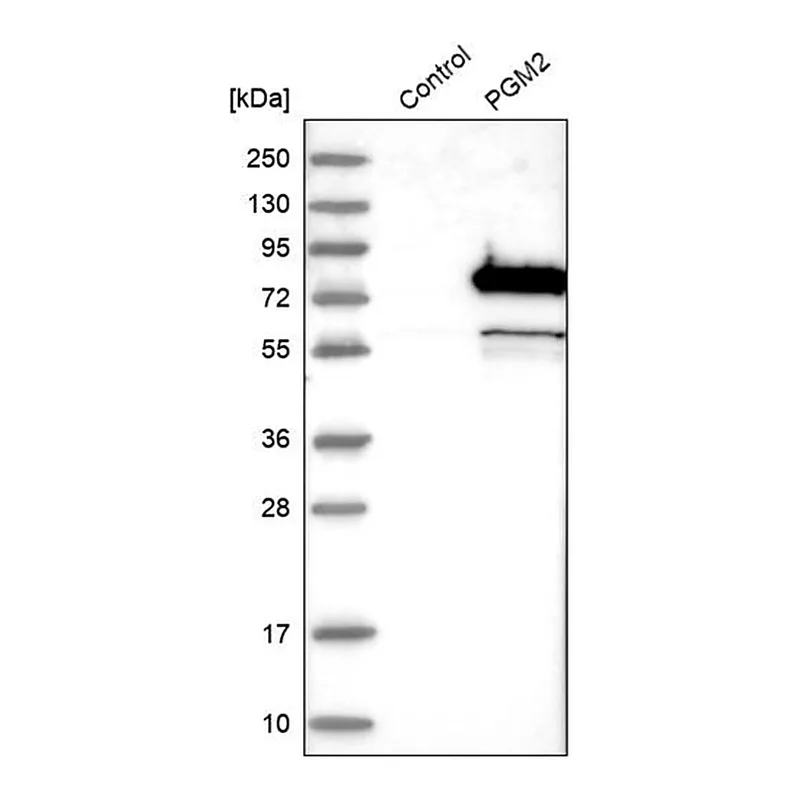Merck Anti-PGM2 antibody produced in rabbit