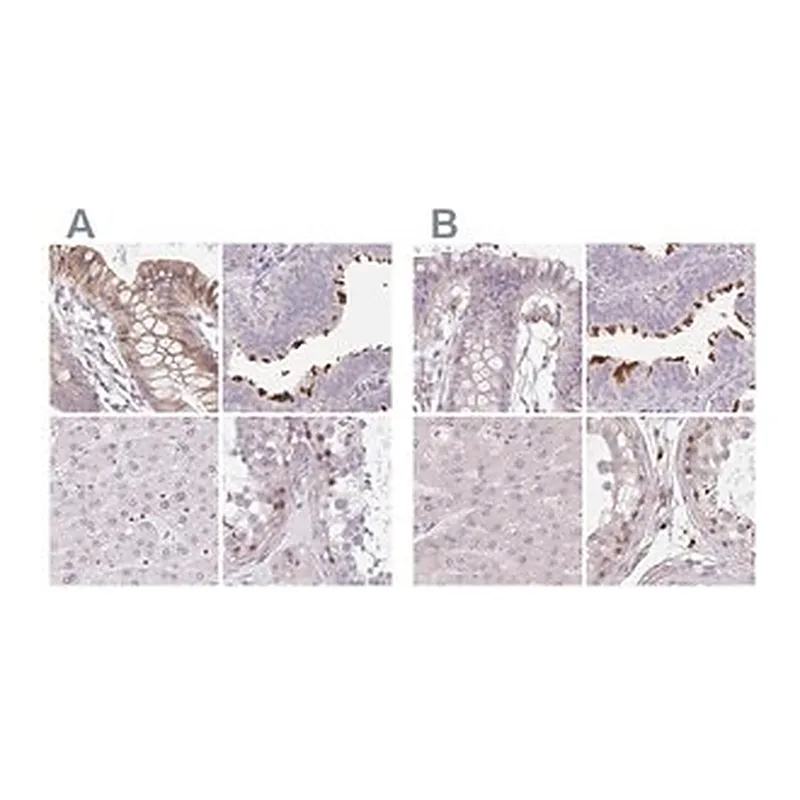 Merck Anti-TMEM237 antibody produced in rabbit
