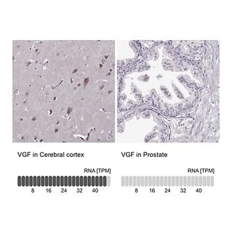 Merck Anti-VGF antibody produced in rabbit